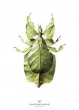 New Collection Print Beetle B10