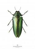 New Collection Print Beetle B9