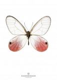 New Collection print Butterfly S13