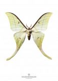 New Collection Print Butterfly S15