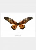 New Collection Print Butterfly S16